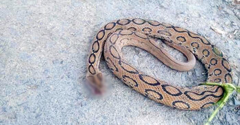 এবার চুয়াডাঙ্গায় দেখা মিললো রাসেলস ভাইপার