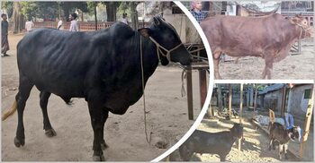 গরু-খাসির ছবি দিয়ে আব্দুল কাদের জানালেন টিএসসিতে আজ ‘ভূরিভোজন’