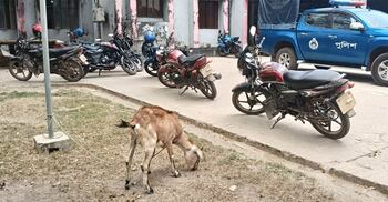 তরমুজ ক্ষেত খেয়ে ফেলায় ছাগল নিয়ে থানায় হাজির কৃষক