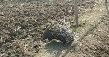 পঞ্চগড়ে বিরল প্রজাতির সজারু উদ্ধার