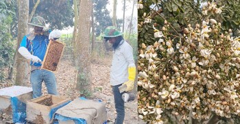 সজিনা ফুল থেকে মধু উৎপাদনে ৪ তরুণের সফলতা