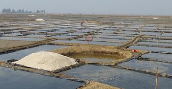 মাঠে অবিক্রীত ৮ লাখ টন লবণ, তবুও আমদানির তোড়জোড়!