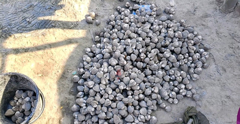 সুন্দরবনে বিষ চক্রের নতুন ফাঁদ শামুক পাচার