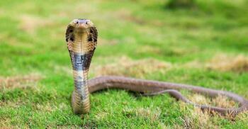 বন্যা: লক্ষ্মীপুরে ১০ দিনে সাপে কেটেছে ১১২ জনকে