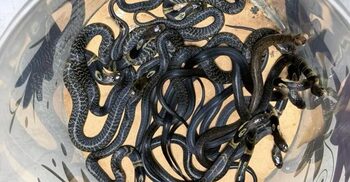 ৯ তলায়ও উঠছে সাপ, ঢাকায় চার মাসে উদ্ধার ৩৫১