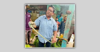 কলার ছড়ার ভেতর লুকিয়ে ছিল সবুজ ফণিমনসা