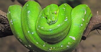বিশ্বের সবচেয়ে আকর্ষণীয় ৭ সবুজ সাপ