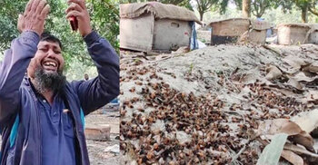 বিষ দিয়ে প্রায় ২০০ বাক্স মৌমাছি হত্যা, দিশাহারা মৌচাষি