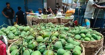 প্রথম দিনেই সরবরাহের চাপে দাম কমে গেলো হিমসাগরের
