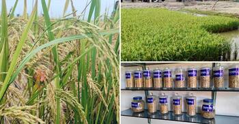 উপকূলের লবণাক্ত মাটিতে নতুন আশা ‘বিনা ধান-১০’