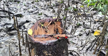 গাছ কেটে সাবাড়, ধ্বংস চর বনায়ন