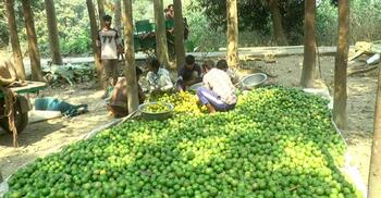 বাগান থেকে বাজার সব জায়গার লেবু দামে আগুন