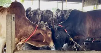 ধামরাইয়ে এবার ৬০০ কোটি টাকার পশু বিক্রির আশা