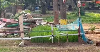 সোহরাওয়ার্দী উদ্যানে ধানসহ নানা ফসল চাষ করলেন যুবক