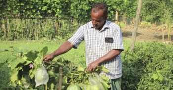 ১৮ কাঠায় ২৬ সবজি, মেহেরপুরে কৃষক আবুল কালামের অনন্য সাফল্য