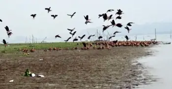 শীতের বার্তা নিয়ে বিষখালীর মোহনায় হাজারো পরিযায়ী পাখি