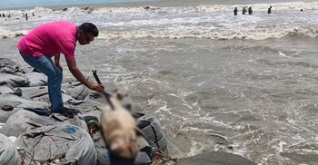 উত্তাল ঢেউয়ে ভেসে এলো ৭ ফুট লম্বা মৃত ডলফিন