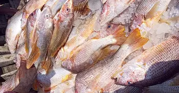 সেন্টমার্টিনে জেলের জালে ধরা পড়লো ৬৮৭ লাল কোরাল, ১০ লাখে বিক্রি