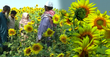 টাঙ্গাইলে সোনালি সমারোহ, সূর্যমুখীতে কৃষকের হাসি