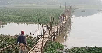সেতু নেই, ঝুঁকি নিয়ে ৩০০ মিটার সাঁকো পারাপার