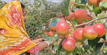 কম খরচে বেশি লাভ, বরই উৎপাদনে আগ্রহী কৃষকেরা