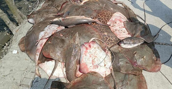 সুন্দরবনে ১০ মণ শাপলাপাতা মাছসহ ২২ জেলে আটক