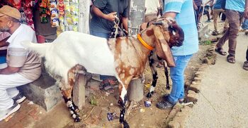 সোয়া লাখে বিক্রি হবে দেড় মণের ‘সঞ্চয়’