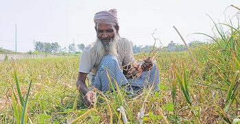 পেঁয়াজের দামে হতাশ চাষিরা, গুনতে হচ্ছে লোকসান