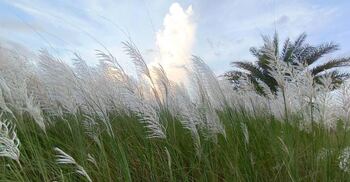 শরতের ছড়া ও কবিতা