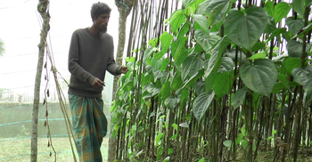 পানচাষে দিন বদলে গেছে চাষিদের