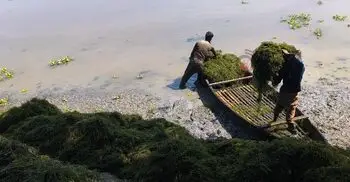 জঞ্জালই এখন আয়ের উৎস