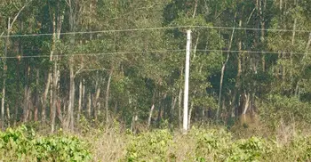 গারো পাহাড়ে ‘অবৈধ’ বিদ্যুৎ সংযোগ, হুমকিতে বন্যপ্রাণী