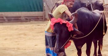 বিএনপির জয়ে বাজিতে মহিষ জিতে ঢাকঢোল পিটিয়ে ফেরত দিলেন সমর্থক