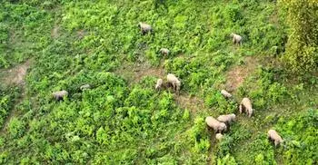 বিলুপ্তির শঙ্কা পেরিয়ে গারো পাহাড়ে বাড়ছে বন্যহাতি