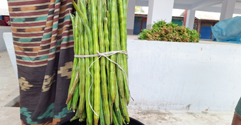 বাজারে উঠেছে শজিনা ডাঁটা, কেজি ১৮০