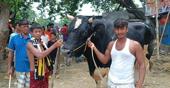 হাটের আকর্ষণ রাজা-বাদশা, দাম হাঁকছে ৫০ লাখ