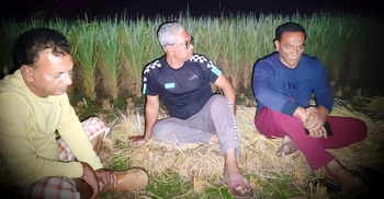 গ্রেফতার আতঙ্কে ঘরছাড়া বিএনপির নেতাকর্মীরা, ধানক্ষেতে রাত যাপন