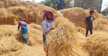 খড়ের দামে খুশি কৃষক, বিপাকে খামারি