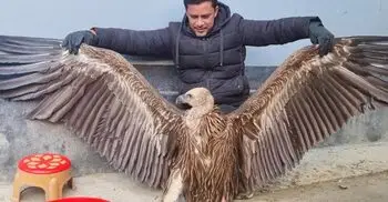 সিরাজগঞ্জে বিরল প্রজাতির হিমালয় গৃধিনী শকুন উদ্ধার