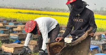 সিরাজগঞ্জে মধু সংগ্রহের লক্ষ্যমাত্রা ৪০৪ টন