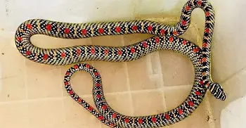 Kalnagini rescued from health complex staff quarters