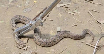 গড়াই নদে জালে উঠে এলো বিষধর চন্দ্রবোড়া