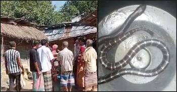 সাপের কামড়ে প্রাণ গেলো দুই শিক্ষার্থীর