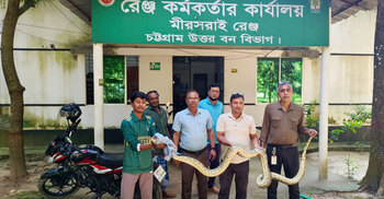 লোকালয়ে ঢুকে পড়লো ১১ ফুটের অজগর