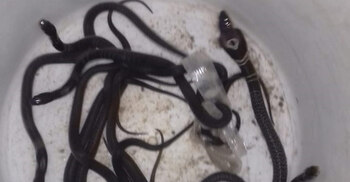 মিরসরাইয়ে বসতঘর থেকে পদ্ম গোখরা সাপের ১০ বাচ্চা উদ্ধার