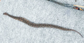 রাসেলস ভাইপার মারতে পারলে ৫০ হাজার টাকা পুরস্কার ঘোষণা