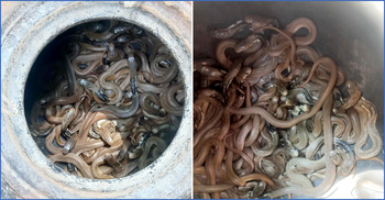 শোবার ঘরে মিললো বিষধর গোখরা সাপের ২২ বাচ্চা