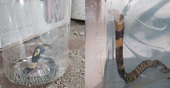 বাসাবাড়িতে বিষধর গোখরা, ধরে বয়ামে ভরে রাখলেন শিক্ষক