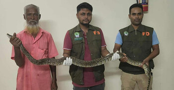 ধানক্ষেতের বেড়ার জালে আটকা পড়লো অজগর