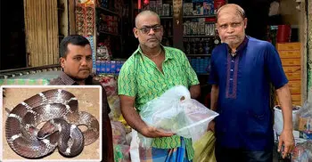শ্রীমঙ্গলে দোকান থেকে ঘরগিন্নি সাপ উদ্ধার